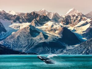 Humpback whale breeching in Alaska