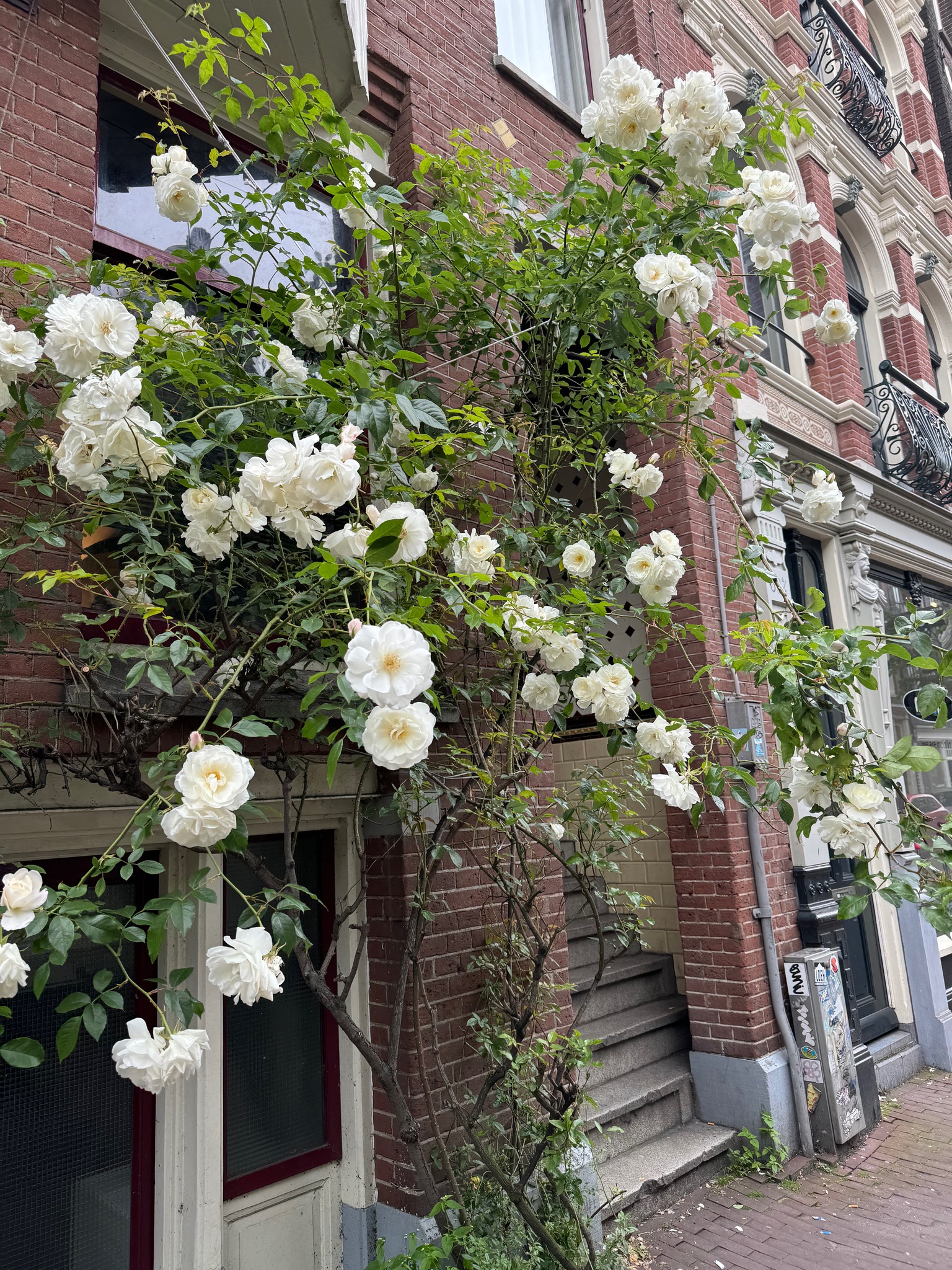 White flowers growing on a brick canal house in amsterdam.
