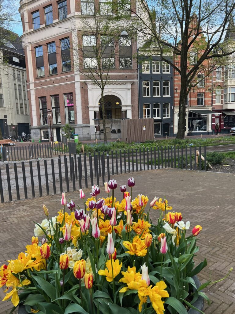 Colorful tulips in Amsterdam's city center