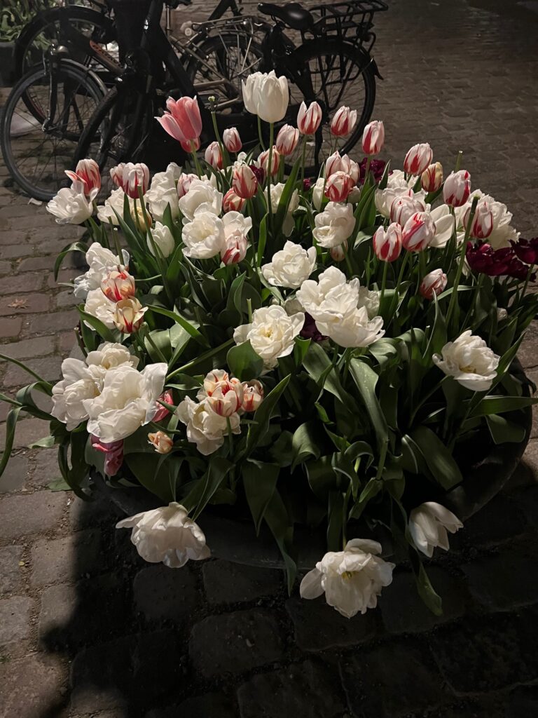 White and pink tulips in the city center