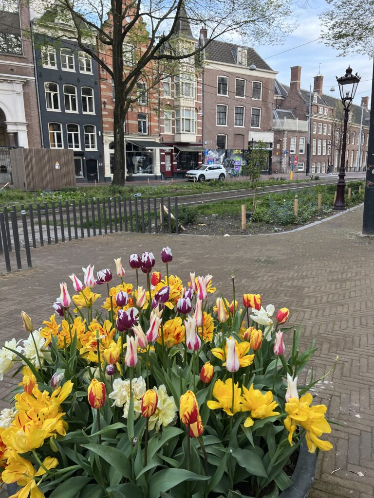 Tulips in Amsterdam