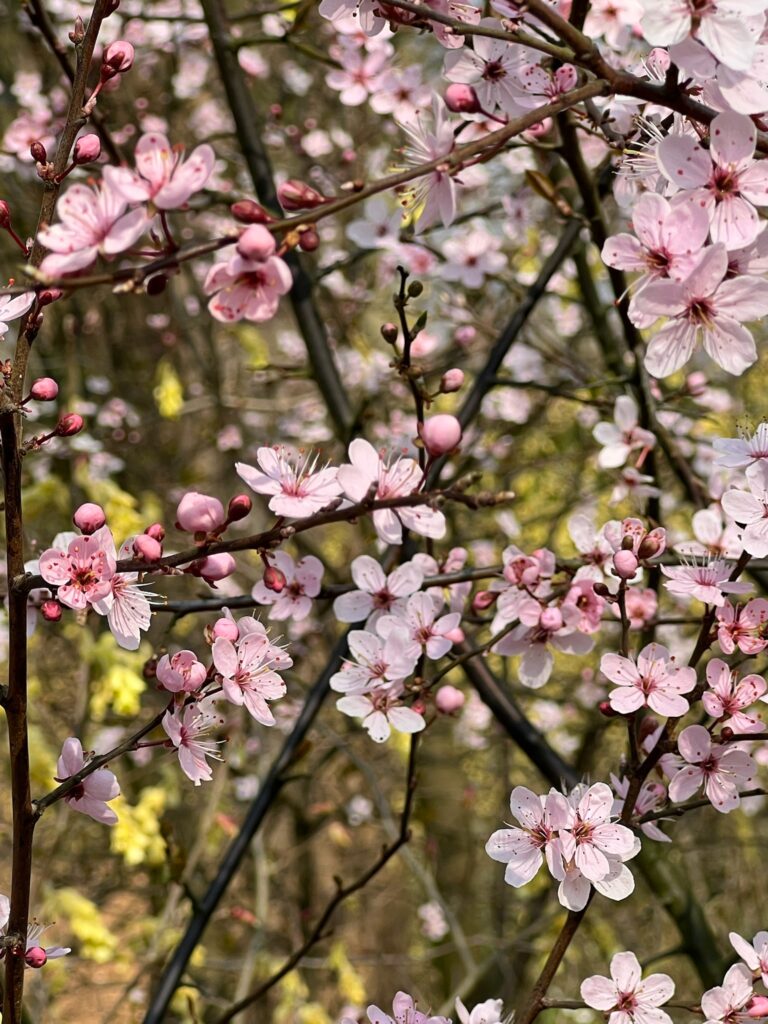 Cherry blooms trees