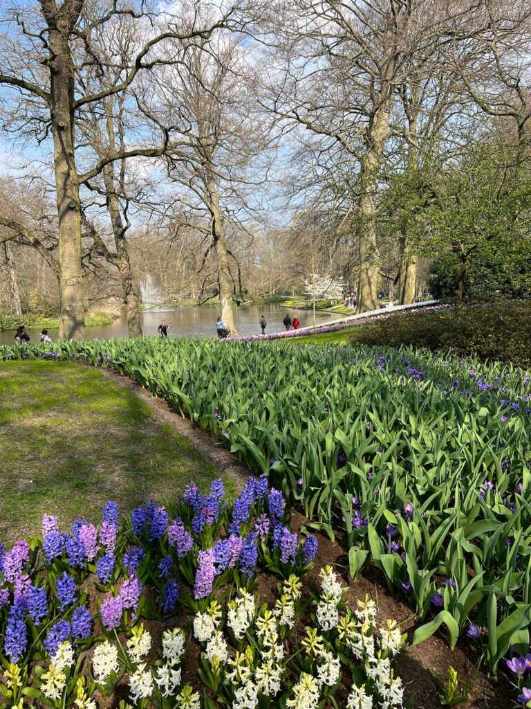 Purple crocus