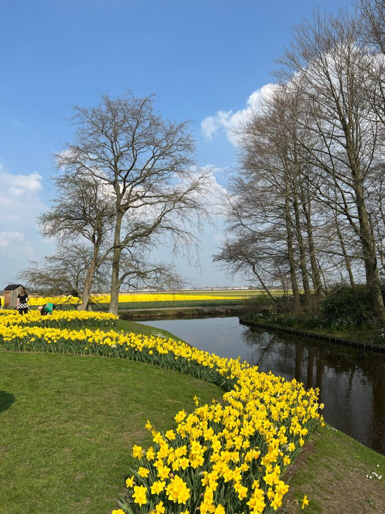 Daffodils by the water at Keukenhof