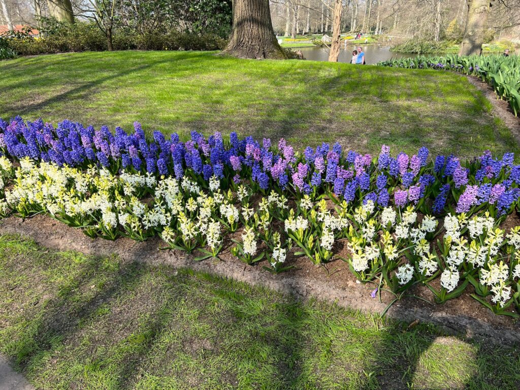 Crocuses at Keukenhof