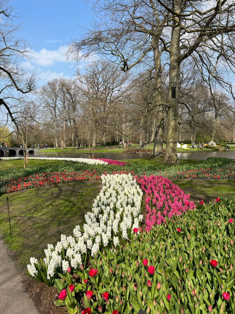 Tulips in Keukenhof