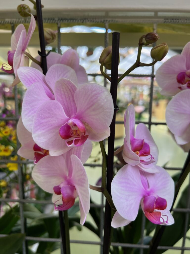 Orchids at Keukenhof