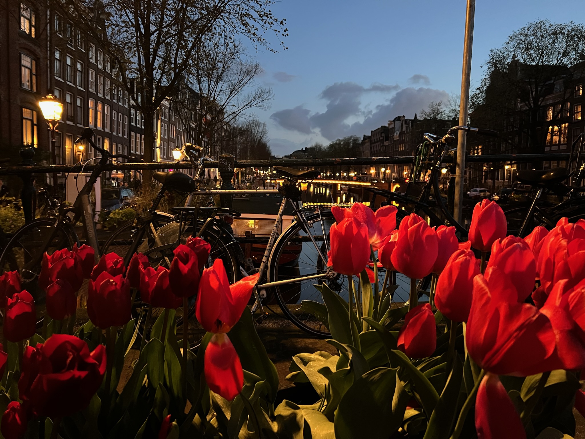 Tulips on the canals at night
