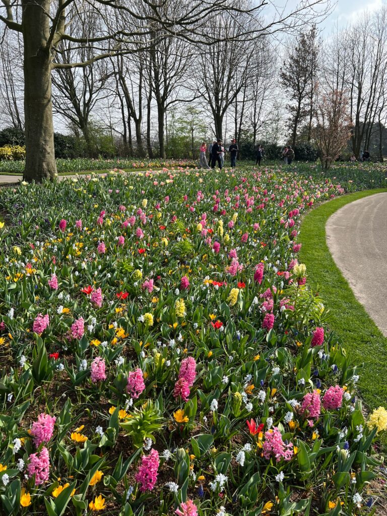 multicolored flowers at Keukenhof