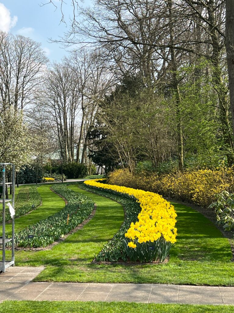 yellow flowers in Keukenhof Gardens