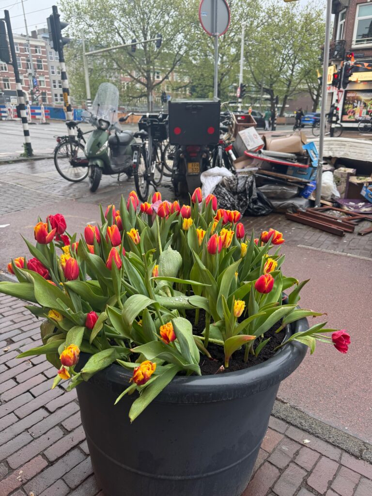 City tulips, yellow and orange