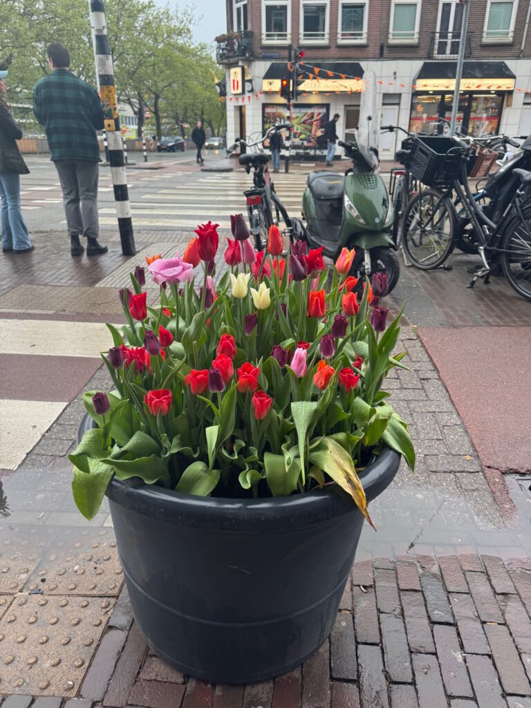 Colorful street tulips in Amsterdam